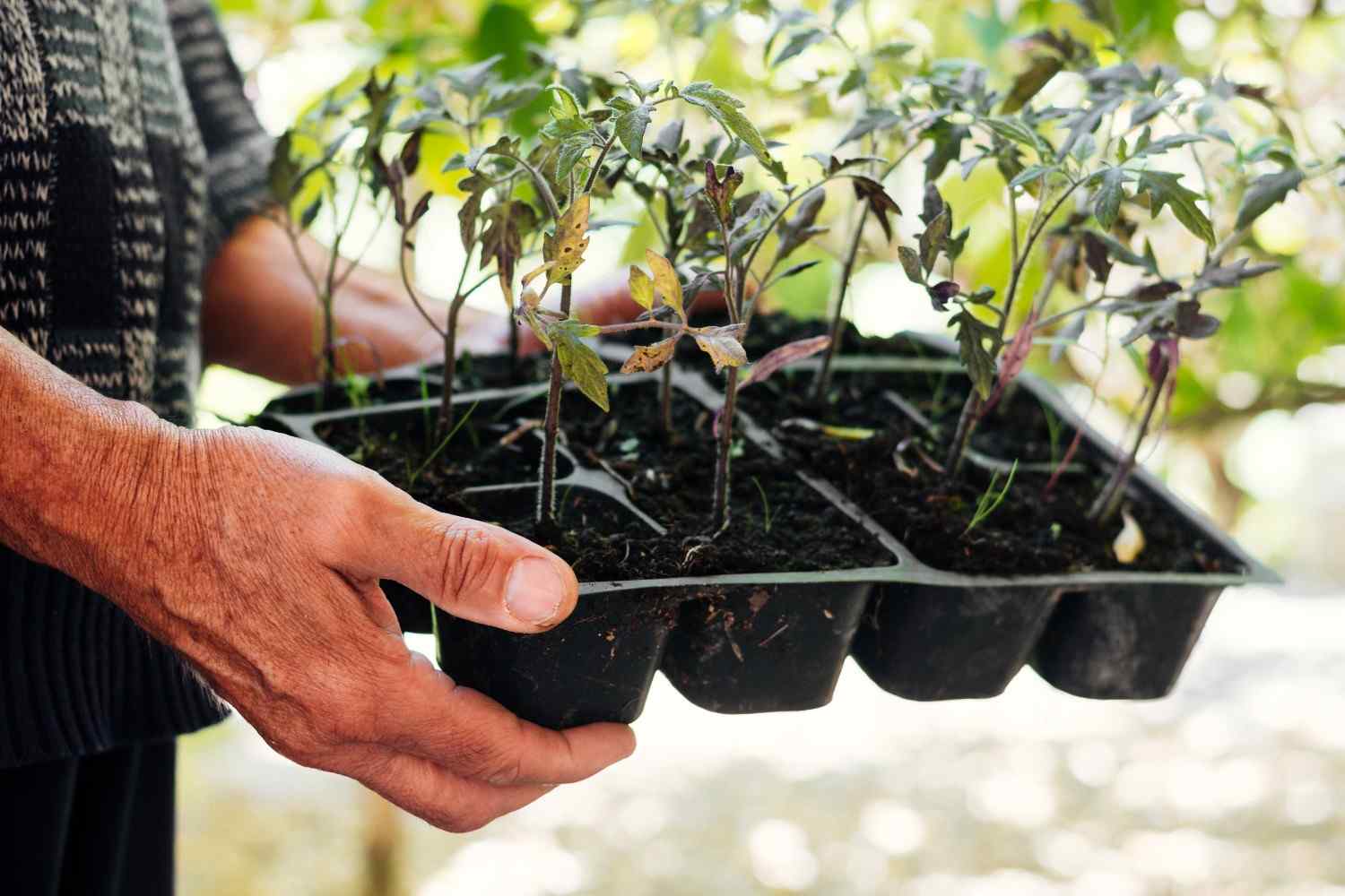 close-up-gardener-holding-seeding-tray